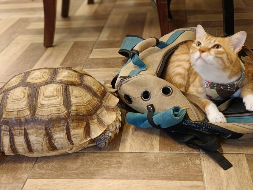 【桃園.平鎮】隱身別墅之中的私廚料理。山腳私廚友善寵物餐廳。一個餐期只接待一組顧客超尊榮體驗