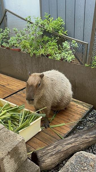 MOGU KABI台南東區夏威夷豆塔專賣店！療癒水豚與可愛甜點、不限時段盡情享受