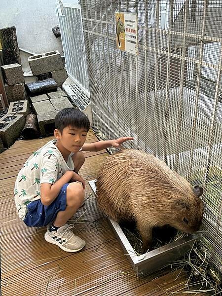 MOGU KABI台南東區夏威夷豆塔專賣店！療癒水豚與可愛甜點、不限時段盡情享受