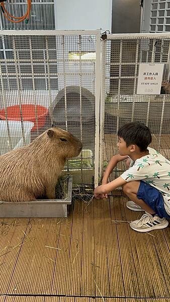 MOGU KABI台南東區夏威夷豆塔專賣店！療癒水豚與可愛甜點、不限時段盡情享受