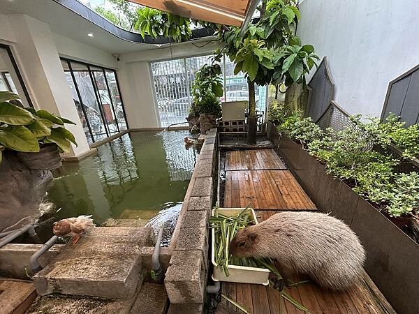 MOGU KABI台南東區夏威夷豆塔專賣店！療癒水豚與可愛甜點、不限時段盡情享受