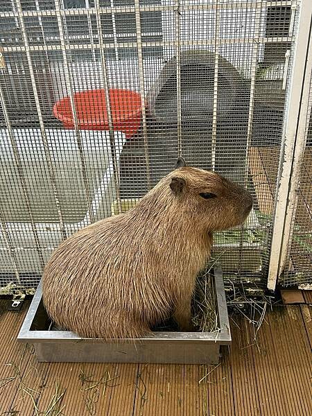 MOGU KABI台南東區夏威夷豆塔專賣店！療癒水豚與可愛甜點、不限時段盡情享受