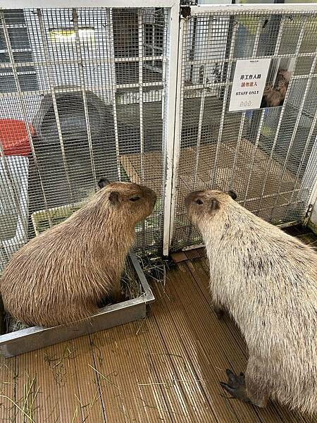 MOGU KABI台南東區夏威夷豆塔專賣店！療癒水豚與可愛甜點、不限時段盡情享受