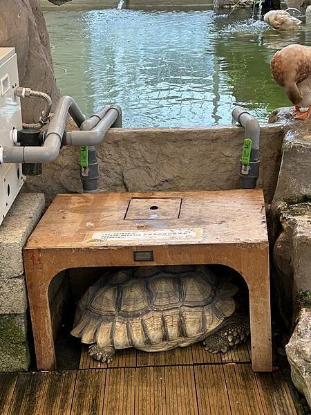 MOGU KABI台南東區夏威夷豆塔專賣店！療癒水豚與可愛甜點、不限時段盡情享受