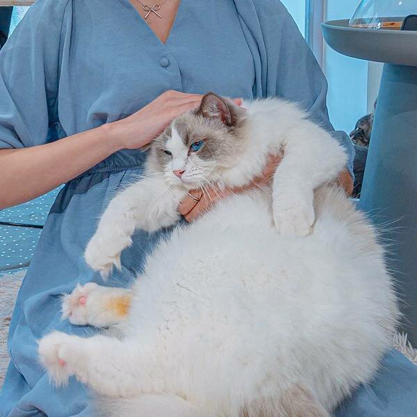 台北 大同區 紅玥緬因貓咖啡藝廊 12.jpeg