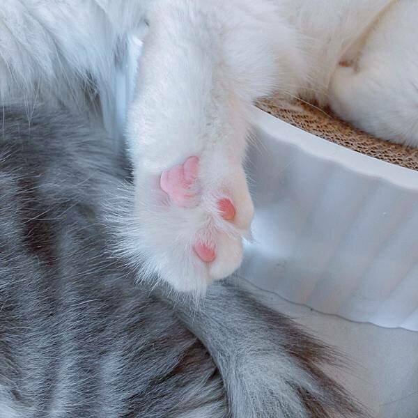 台北 大同區 紅玥緬因貓咖啡藝廊 10.jpeg