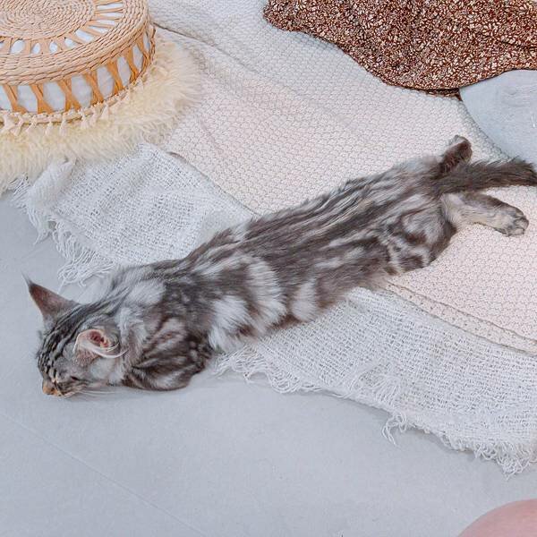 台北 大同區 紅玥緬因貓咖啡藝廊 5.jpeg