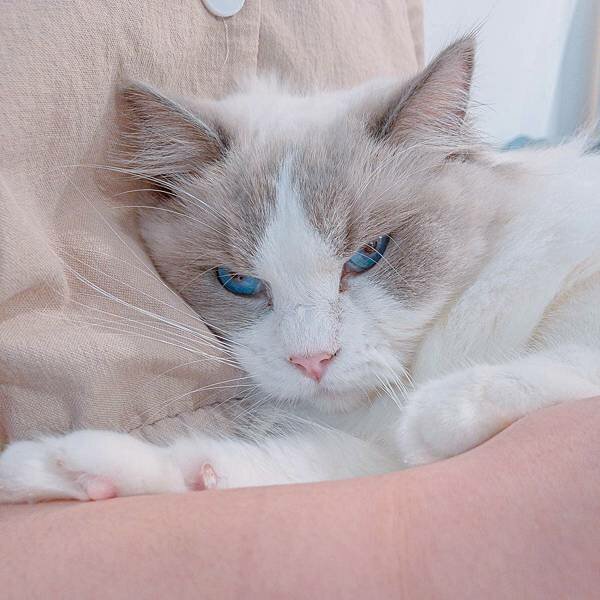 台北 大同區 紅玥緬因貓咖啡藝廊 8.jpeg