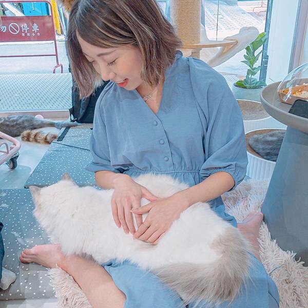 台北 大同區 紅玥緬因貓咖啡藝廊 17.jpeg