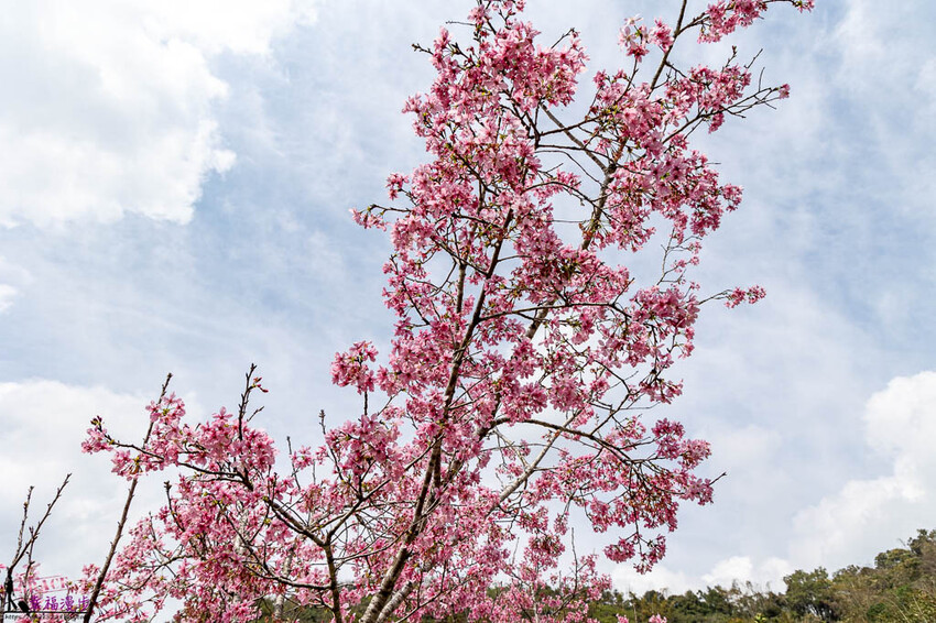 日月潭湖の怪物咖啡｜漁池鄉南投–創新的古早味甜點組合，超有日式風格的氛圍