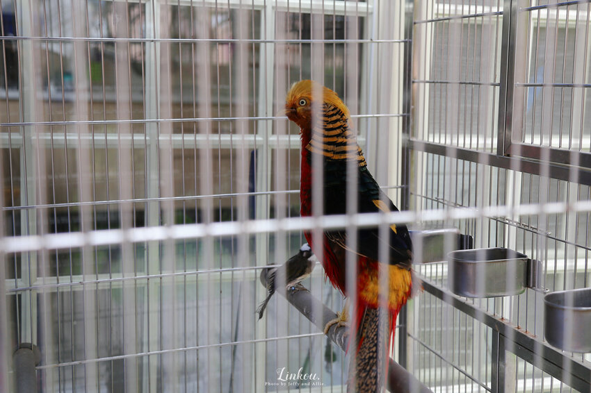 【桃園龜山美食】道穎小館川菜台菜料理，在地人推薦的巷弄隱藏美食！(附菜單)