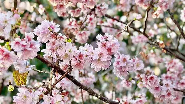 IMG_1062.jpg IMG_1062.jpg