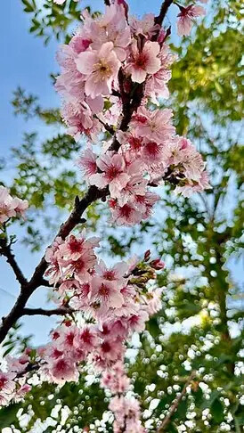 IMG_1056.jpg IMG_1056.jpg