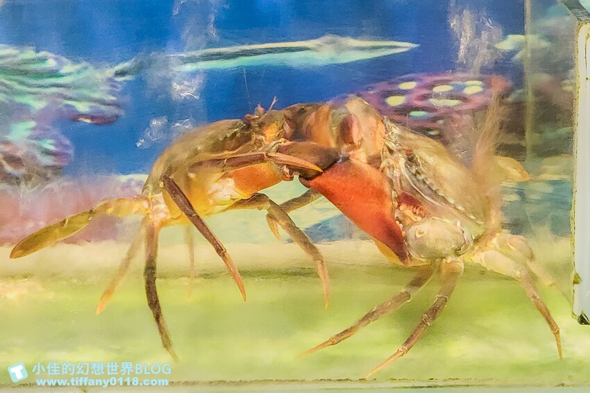[宜蘭吃到飽]久千代海鮮百匯餐廳/現流鮮魚、生蠔、螃蟹及各式海鮮吃到飽超划算/宜蘭吃到飽餐廳推薦