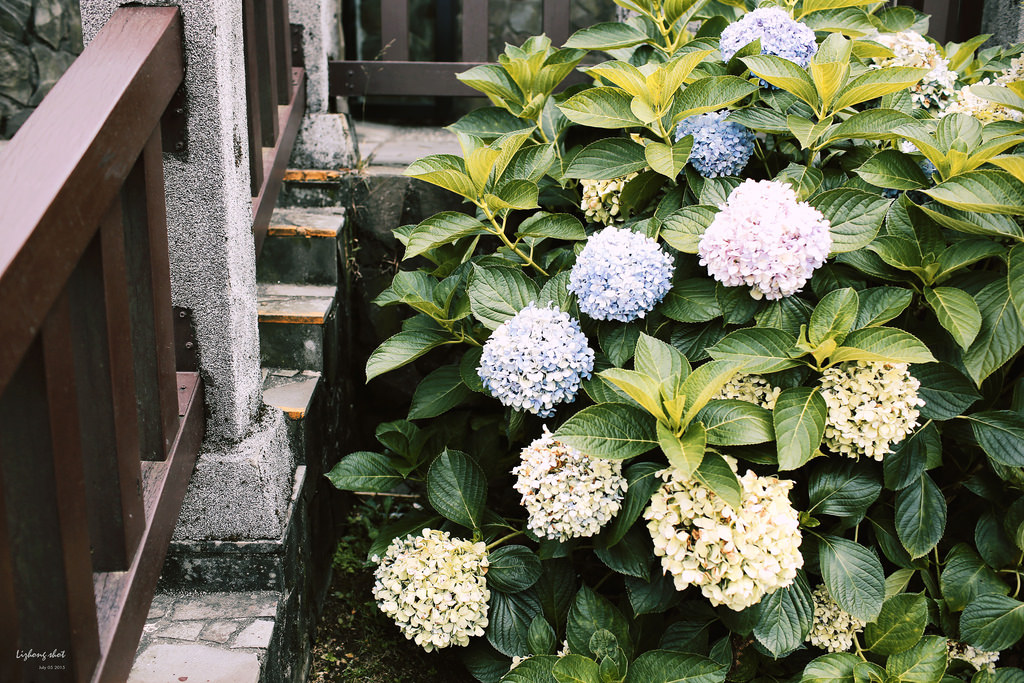 冷水坑的夏日氣息