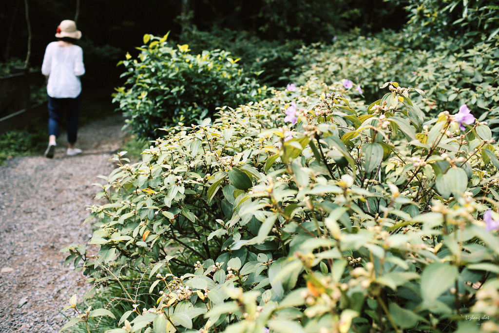 冷水坑的夏日氣息