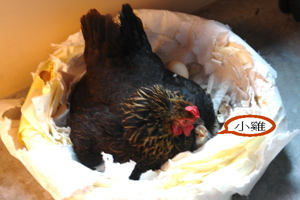 掌上明珠--後花園的真鄉居