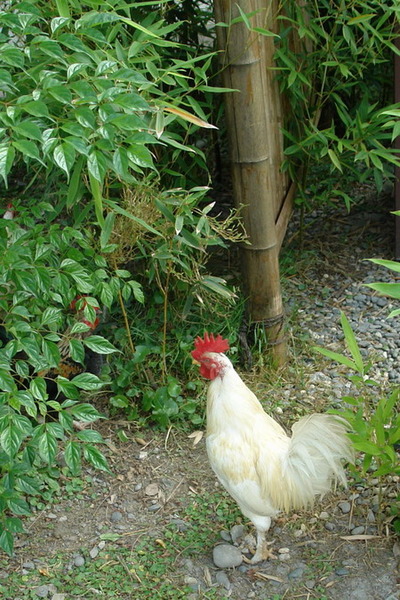 掌上明珠--後花園的真鄉居