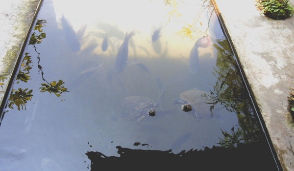 宜蘭員山)勝洋休閒農場 -來一趟宜蘭郊遊吧(下)