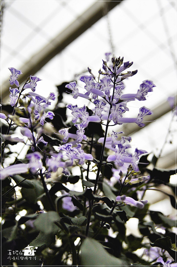 宜蘭旅遊 員山鄉 香草菲菲