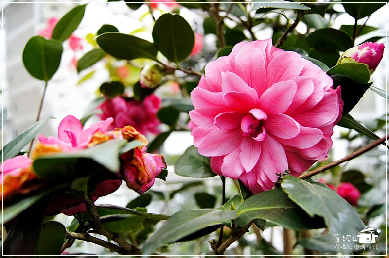 宜蘭旅遊 員山鄉 香草菲菲