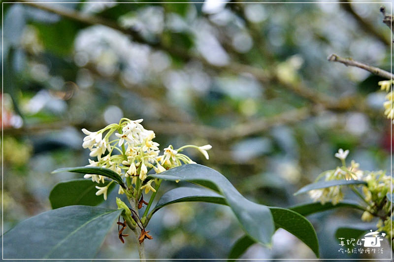 宜蘭旅遊 員山鄉 香草菲菲