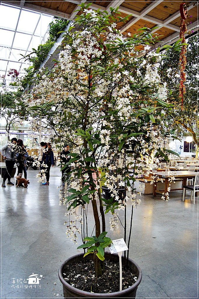 宜蘭旅遊 員山鄉 香草菲菲