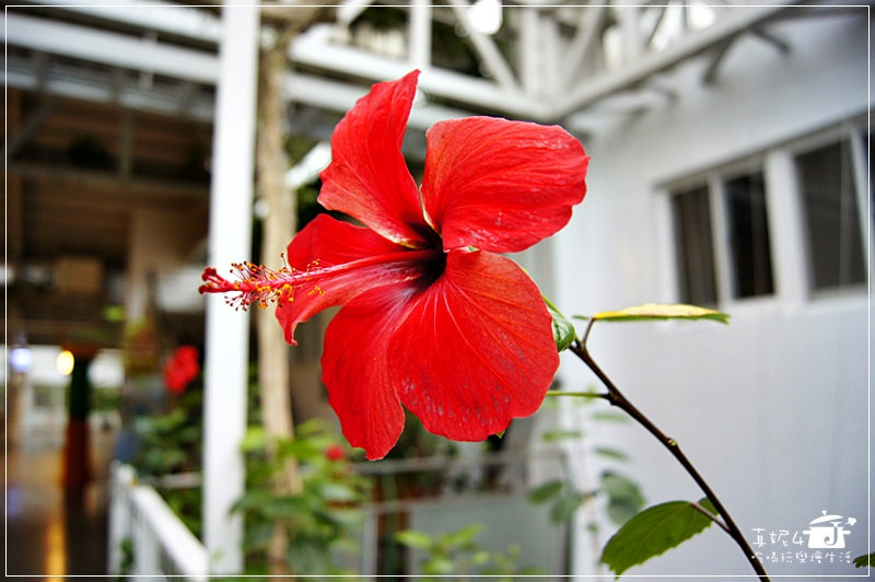 宜蘭旅遊 員山鄉 香草菲菲