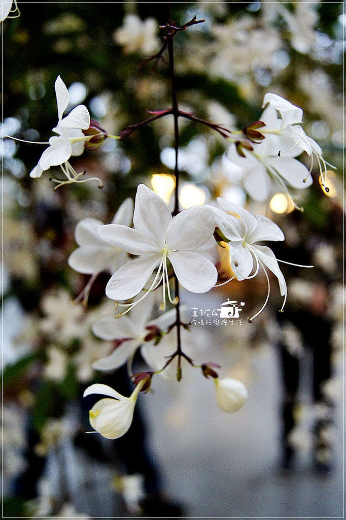 宜蘭旅遊 員山鄉 香草菲菲