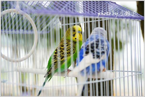 香草菲菲芳香植物博物館：宜蘭員山「香草菲菲」超大室內植物園