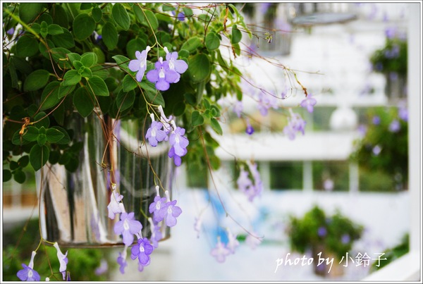 香草菲菲芳香植物博物館：宜蘭員山「香草菲菲」超大室內植物園
