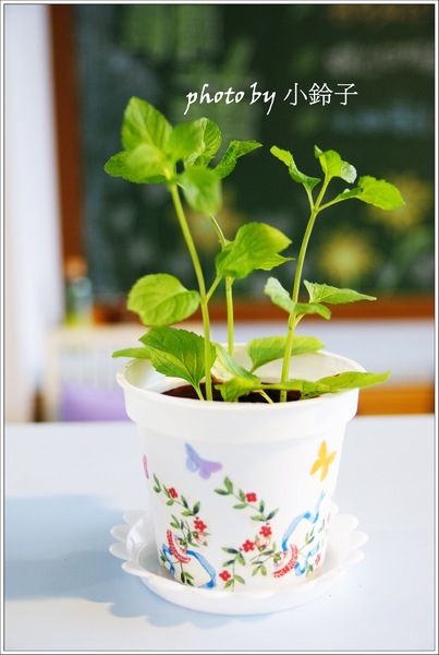 香草菲菲芳香植物博物館：宜蘭員山「香草菲菲」超大室內植物園