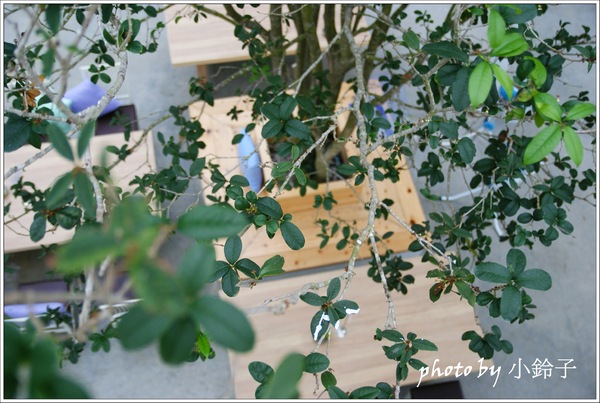 香草菲菲芳香植物博物館：宜蘭員山「香草菲菲」超大室內植物園