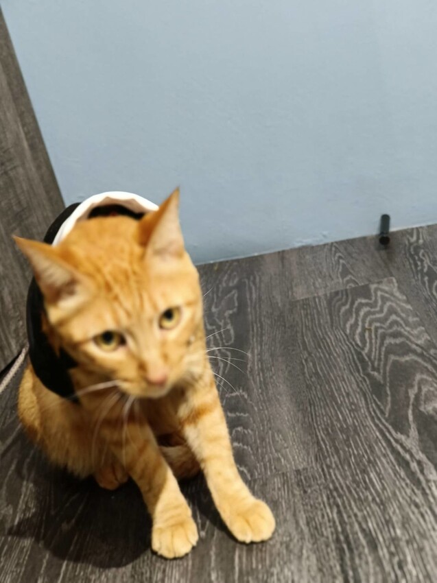 377262.jpg - 【台北.士林】天東86香麻牛魔王雙料冠軍麵+花干+紅油炒手。寵物友善店家超美味大推