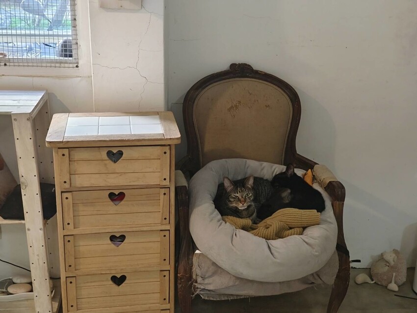 23083.jpg - 【新北.新店】大坪林站咖啡甜點推薦。天玉糖咖啡手繪圖畫畫風超溫馨