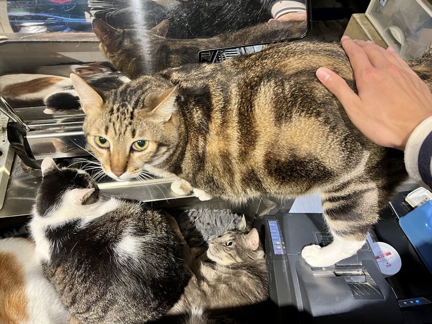 S__4562950.jpg S__4562950.jpg