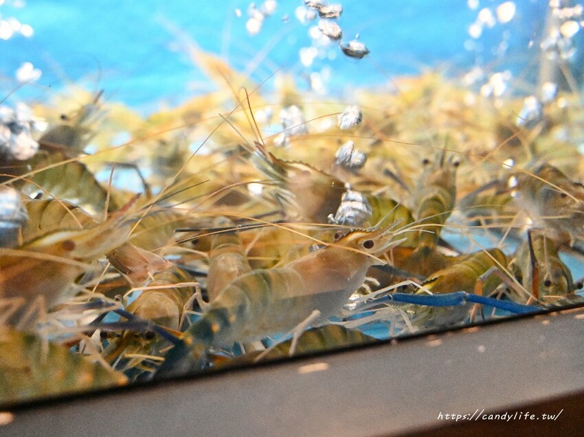 鴻龍宴|2025台中母親節桌菜推薦,早鳥優惠最低8折起,加碼贈紹興醉白蝦乙份 - 糖糖's 享食生活