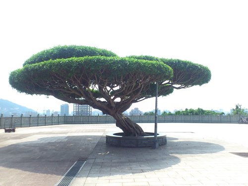 芝山岩:201304102117跟著捷運去踏青之芝山巖惠濟宮 芝山岩:201304102117跟著捷運去踏青之芝山巖惠濟宮