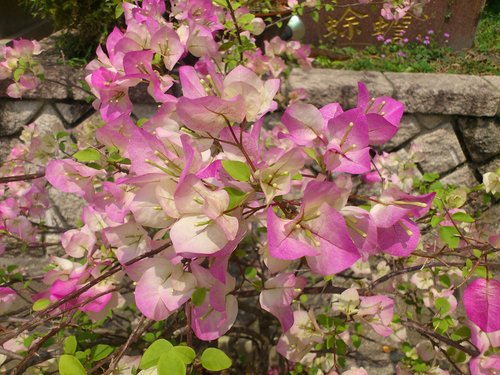 芝山岩:201304102117跟著捷運去踏青之芝山巖惠濟宮 芝山岩:201304102117跟著捷運去踏青之芝山巖惠濟宮