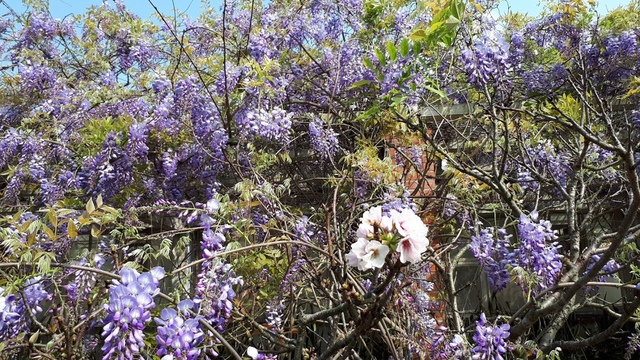 20180325_093112.jpg - 2018陽明山櫻花季