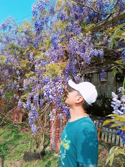 2018-03-25-09-30-34.jpg - 2018陽明山櫻花季