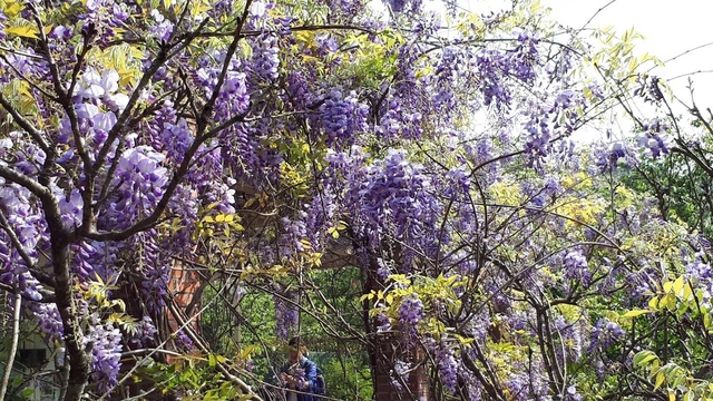 20180325_093205.jpg - 2018陽明山櫻花季