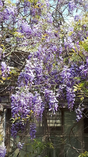 20180325_093146.jpg - 2018陽明山櫻花季