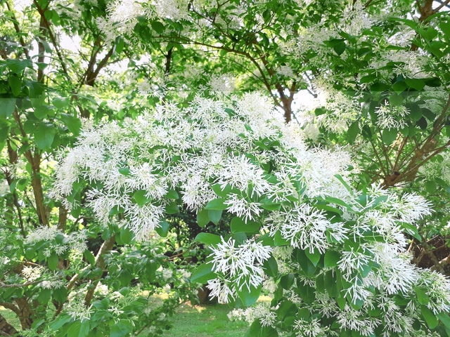 2018-03-25-09-26-19.jpg - 2018陽明山櫻花季