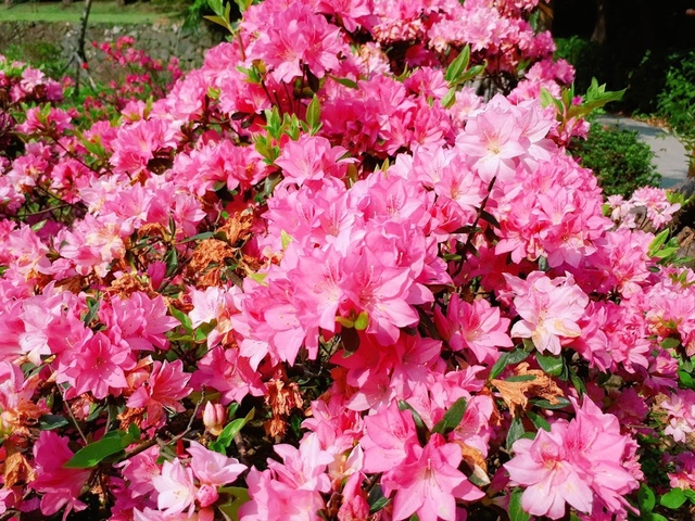 2018-03-25-09-21-40.jpg - 2018陽明山櫻花季