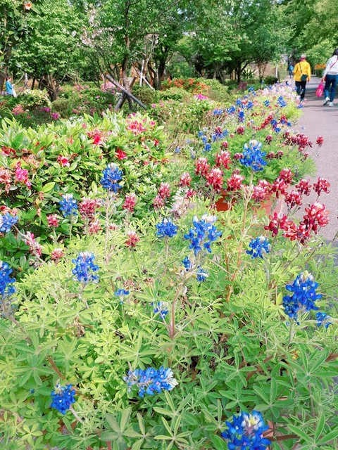 2018-03-25-09-19-03.jpg - 2018陽明山櫻花季