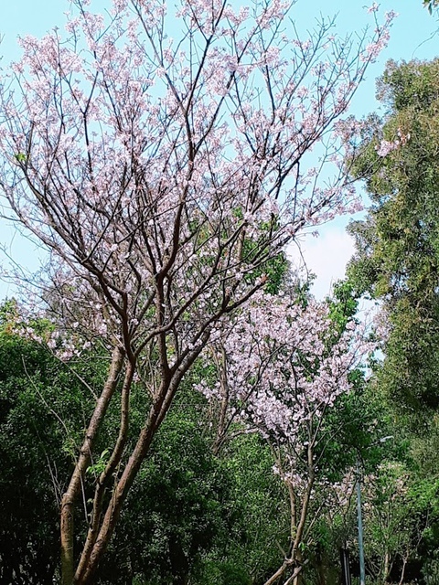 2018-03-25-09-58-48.jpg - 2018陽明山櫻花季