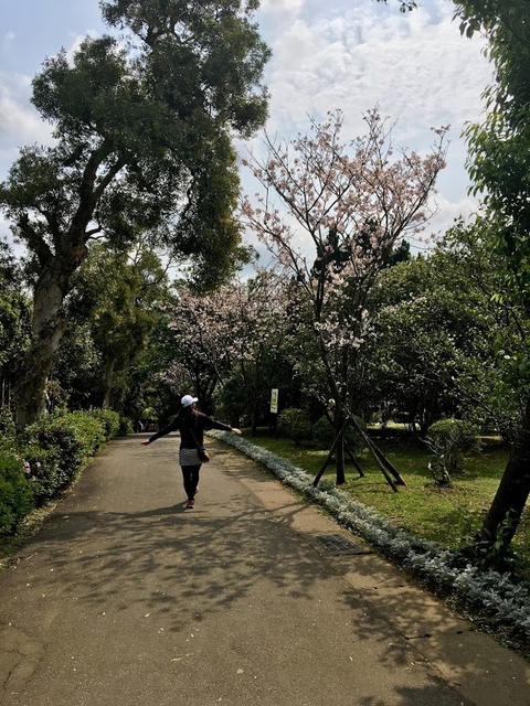 IMG_7891.JPG - 2018陽明山櫻花季