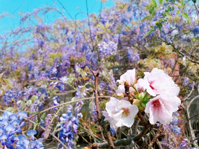 2018-03-25-09-30-57.jpg - 2018陽明山櫻花季