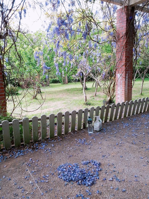 2018-03-25-09-34-54.jpg - 2018陽明山櫻花季